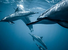 星空体育app-丢126分被掘金击溃 斯托茨的防守改革何时见效？